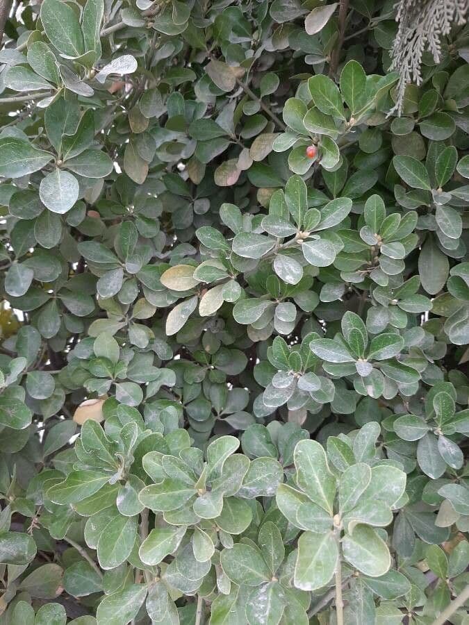 Karapofrucht 13