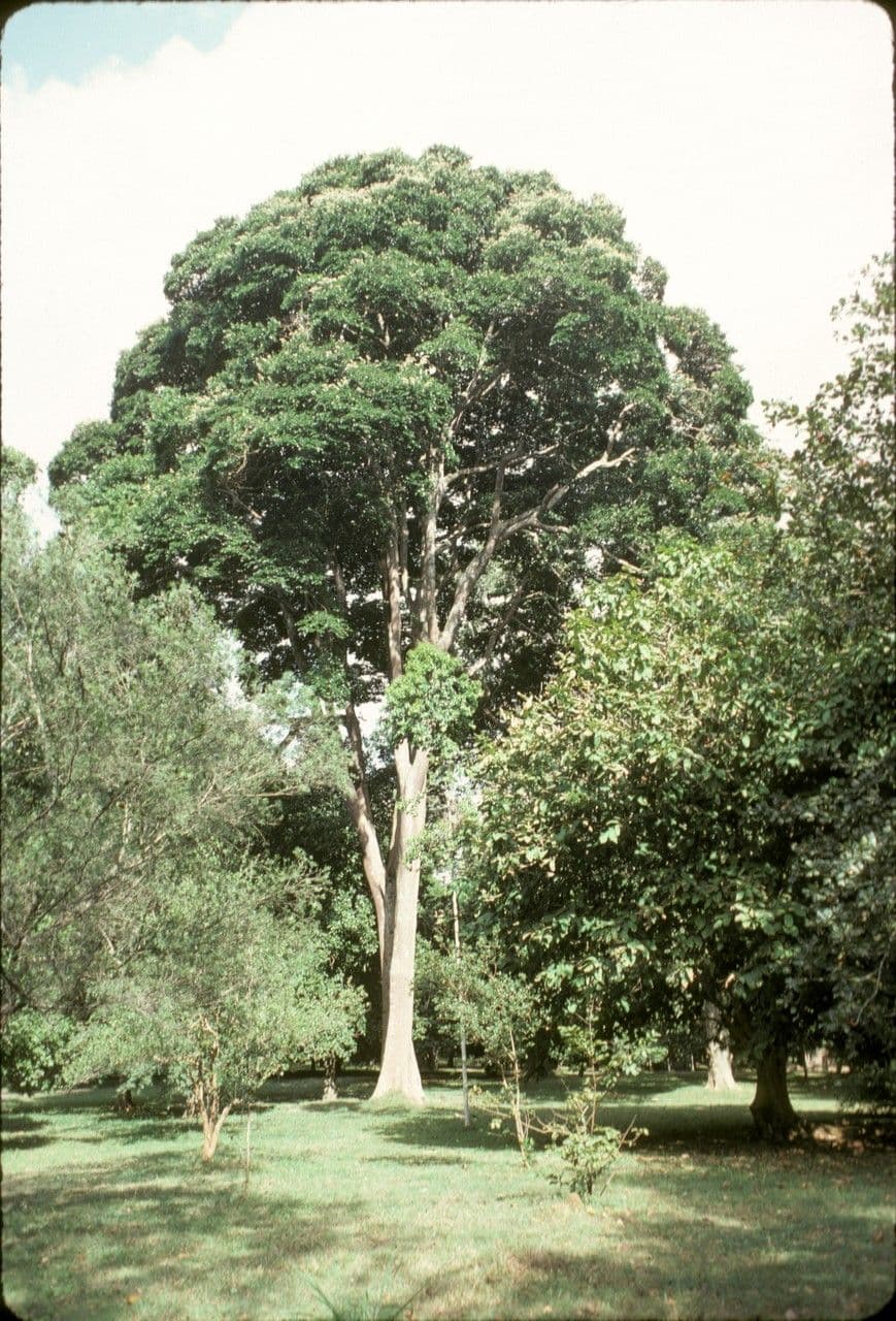 Copal dell'Africa Orientale 2