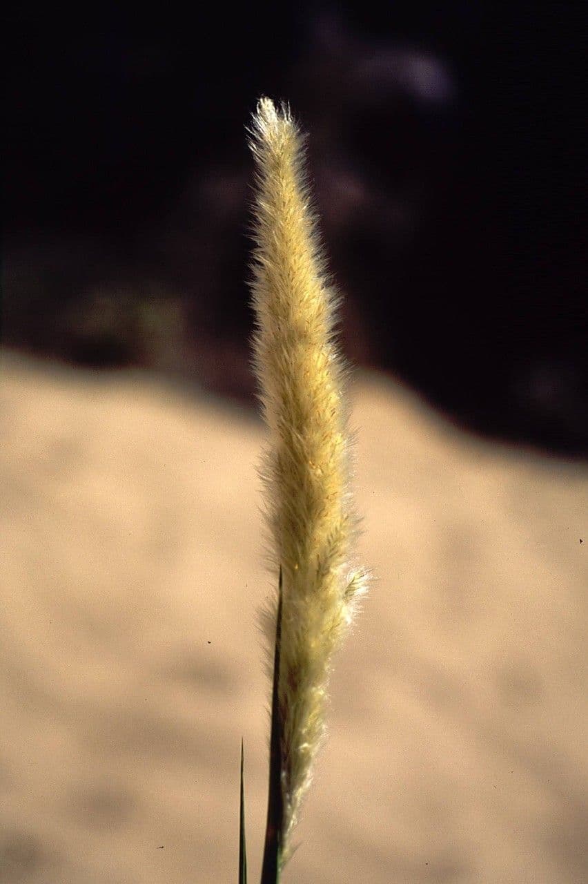 Imperata