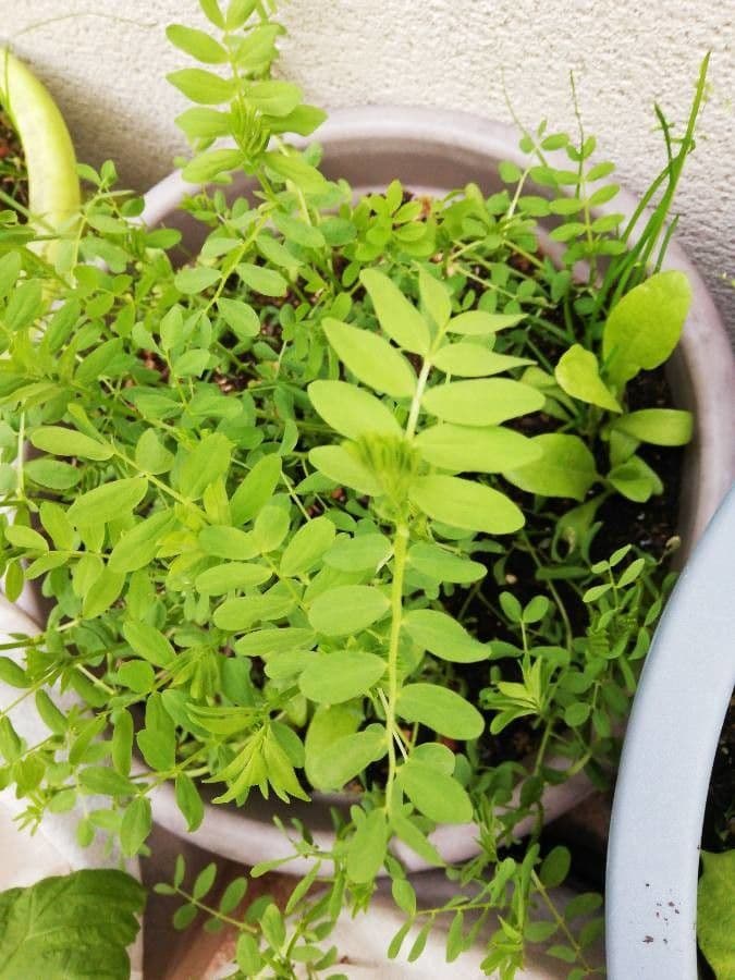 Soczewica jadalna 17