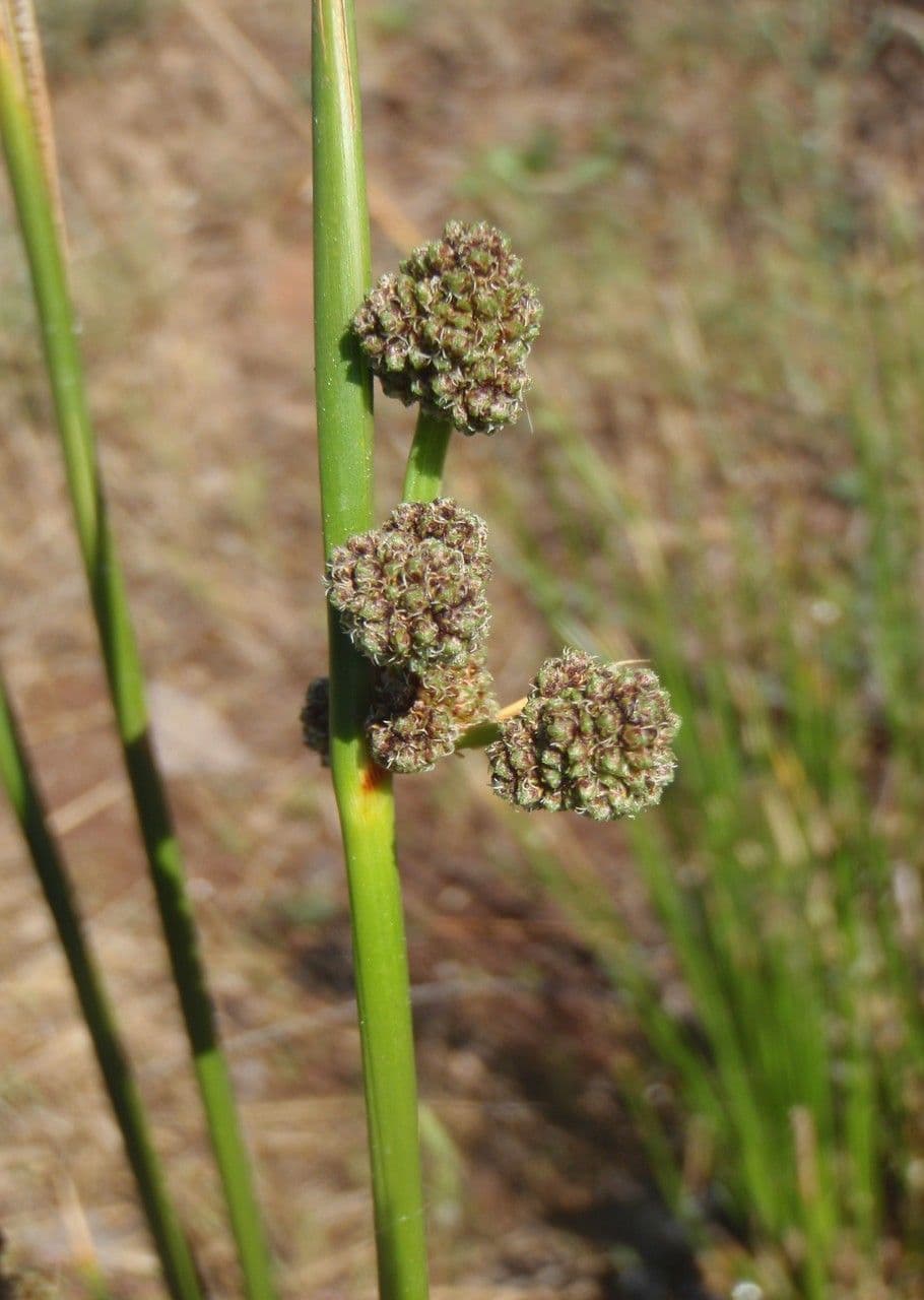 Kugelbinse
