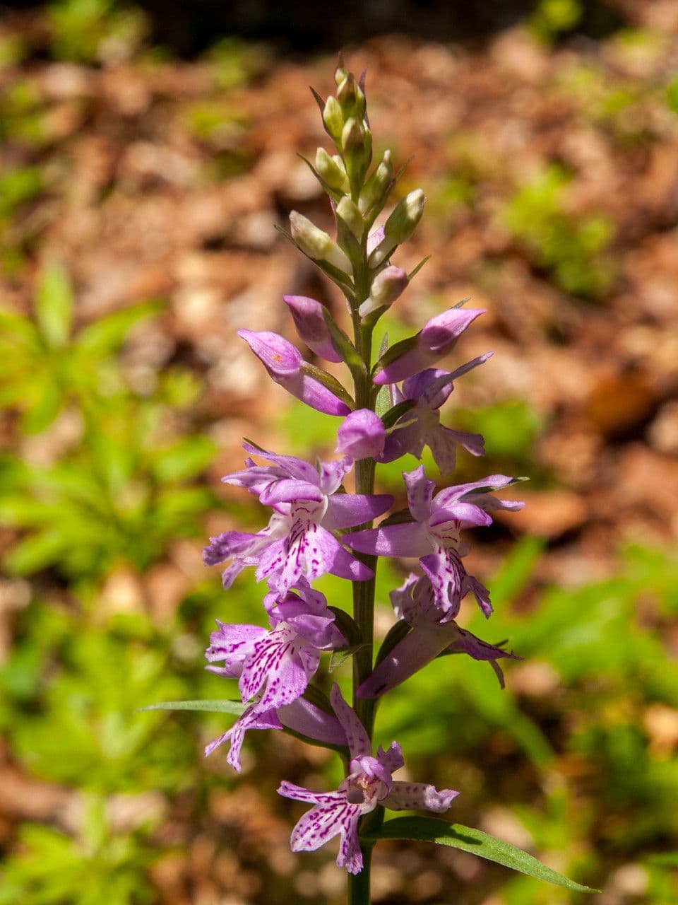 Orchide a labbro a cuneo 2