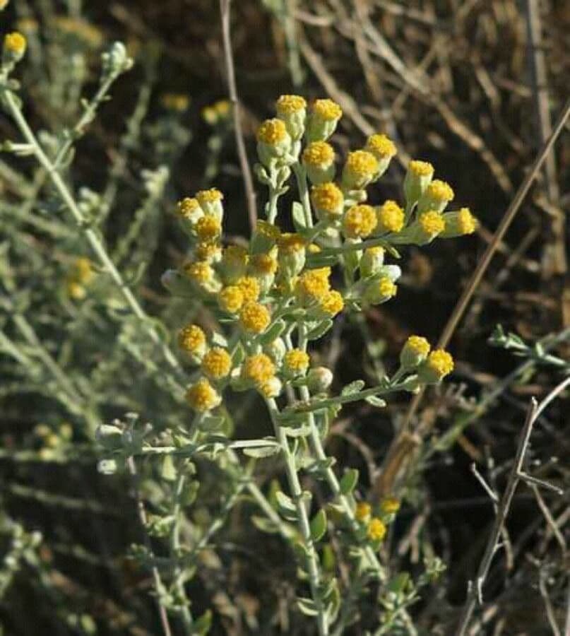 Achillea