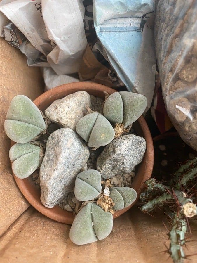 Gibbaeum 3