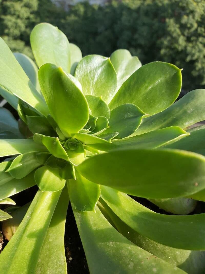 Aeonium 12