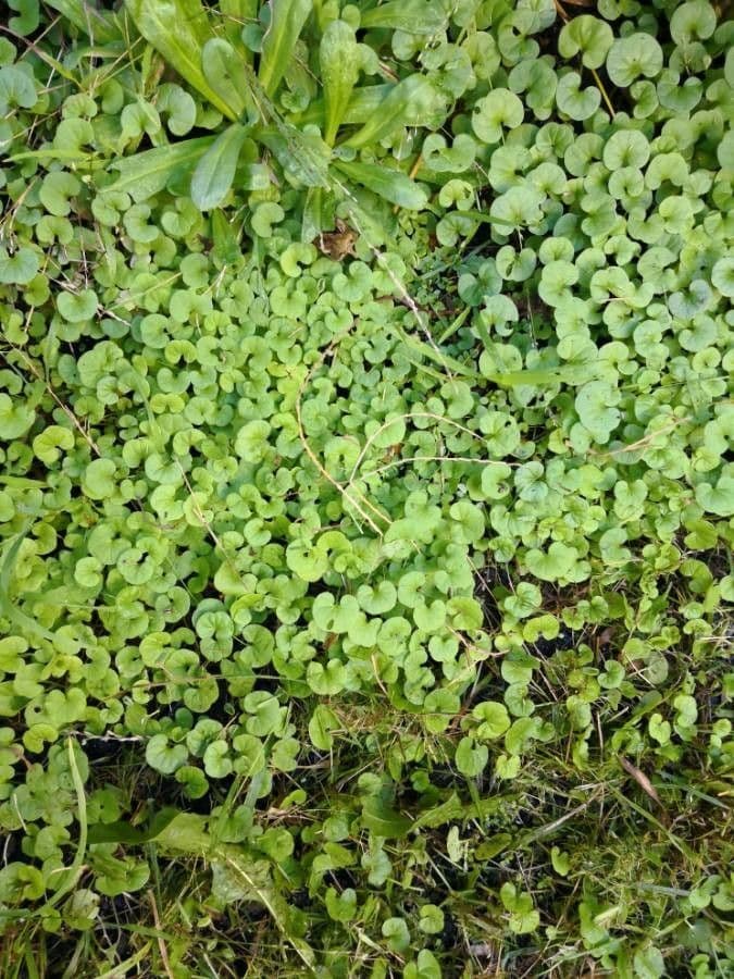 Dichondra a fiore piccolo 23