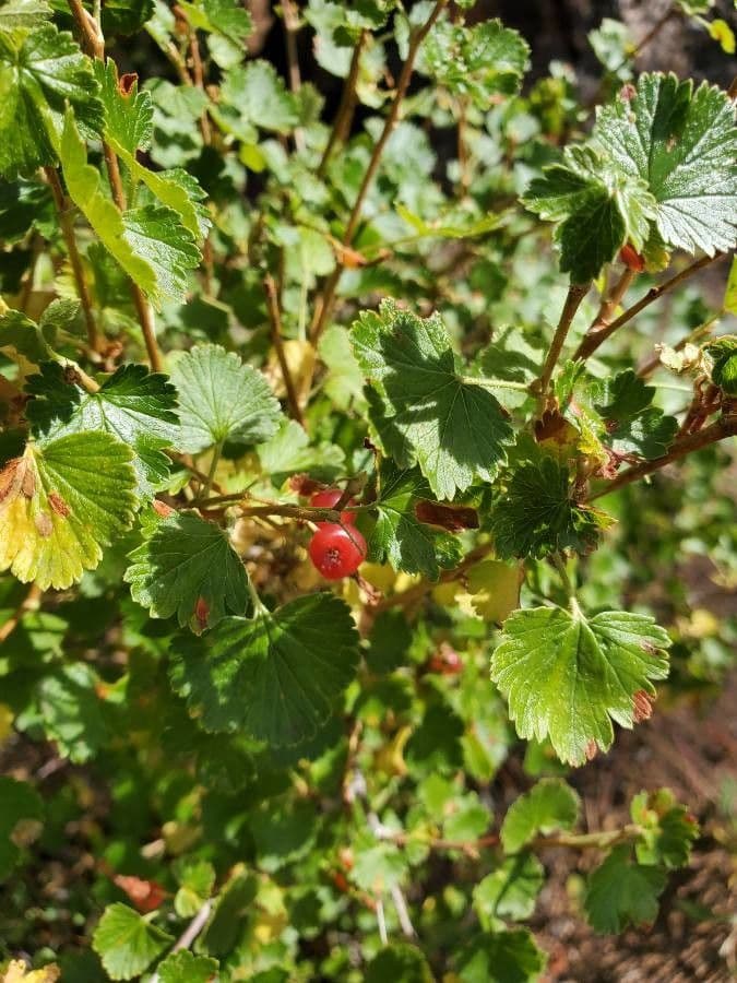 Ribes cereo 19