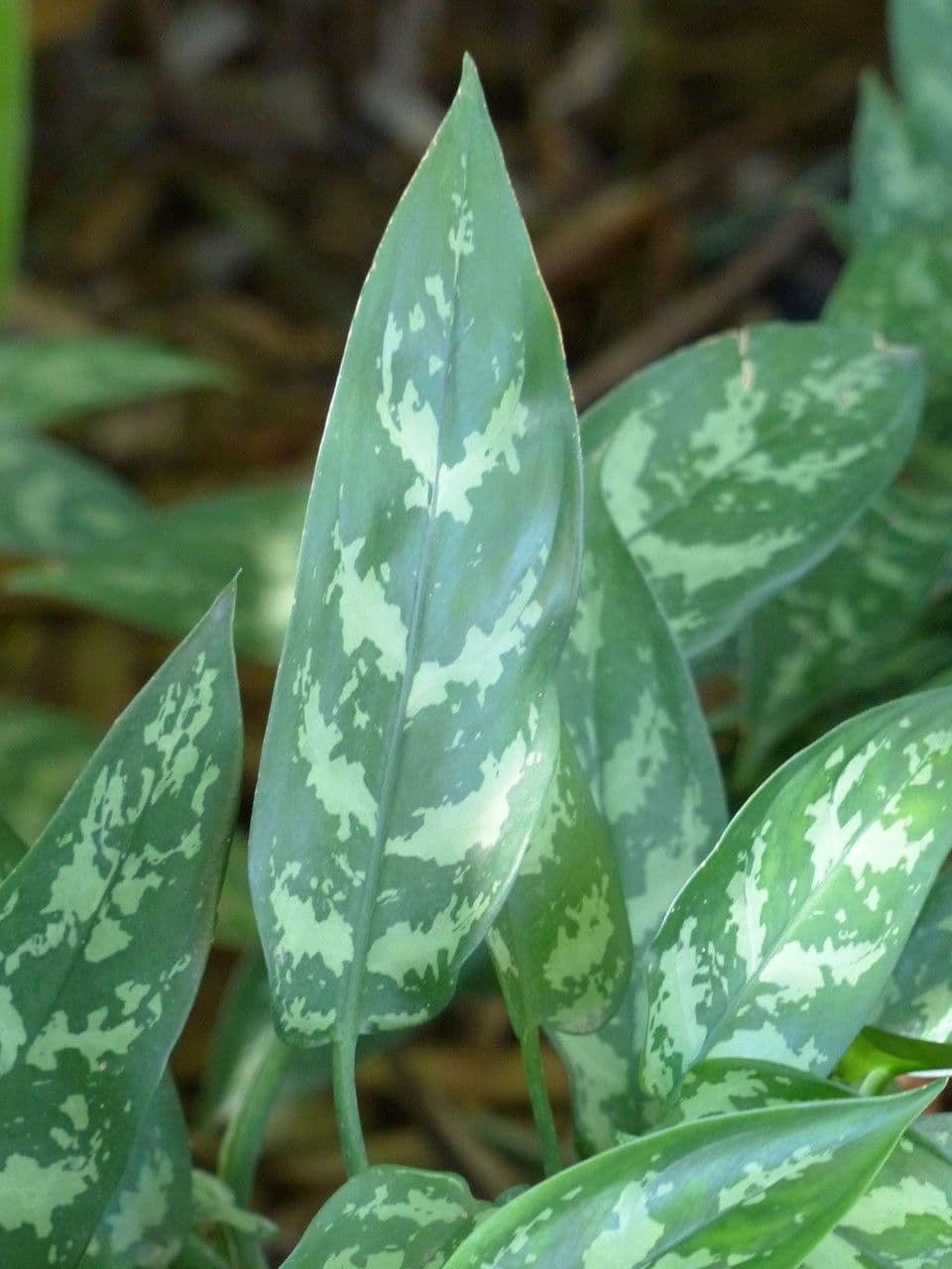 Aglaonema 17