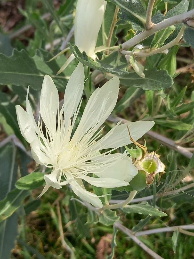 Mentzelia 2