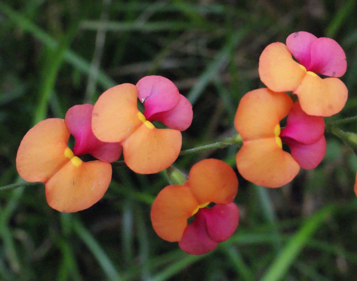 Kennedia 2