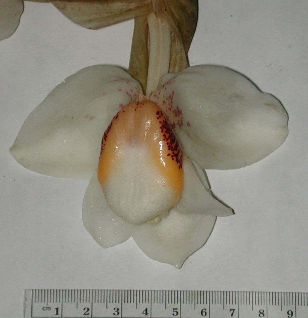 Stanhopea 2