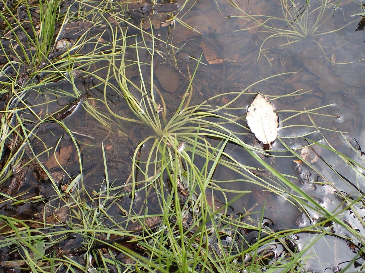 Isoetes setacea 9