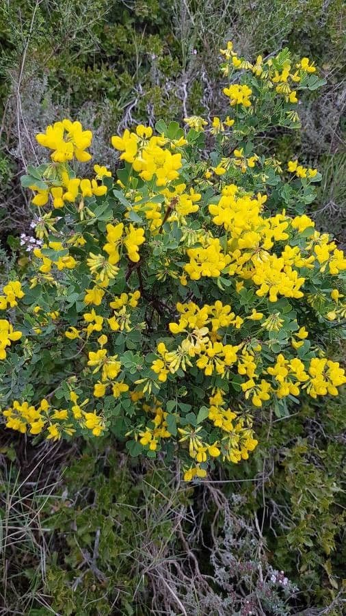 Coronilla valentina 12