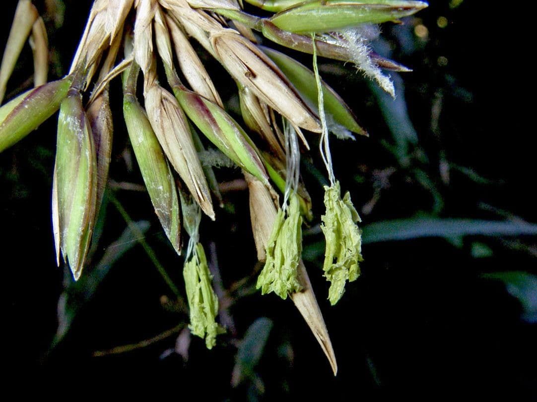 Elytrostachys