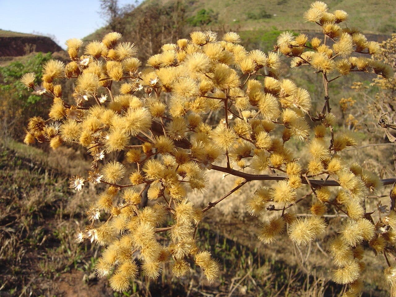 Vernonanthura ferruginea