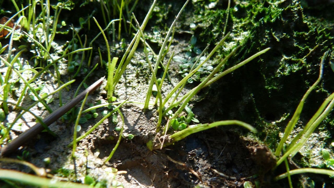Littorella 10
