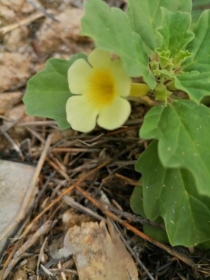 Pedalium murex 5