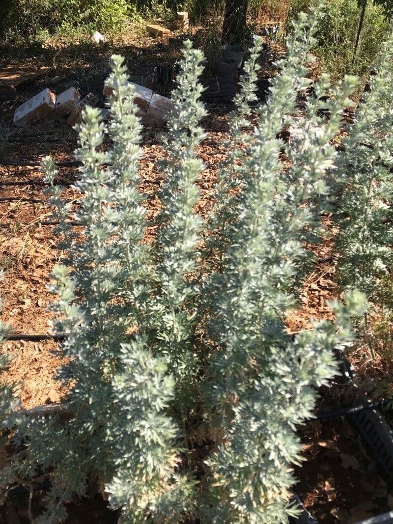 Artemisia pycnocephala 15
