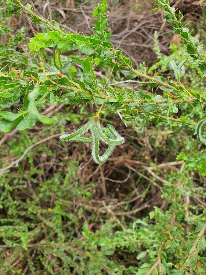 Acacia paradoxa 2