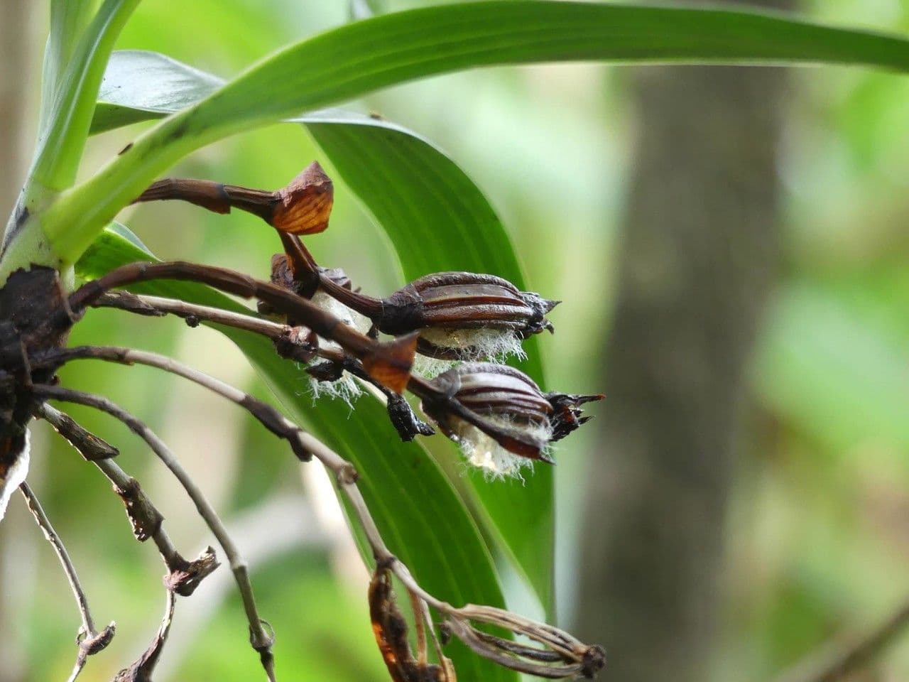 Angraecum