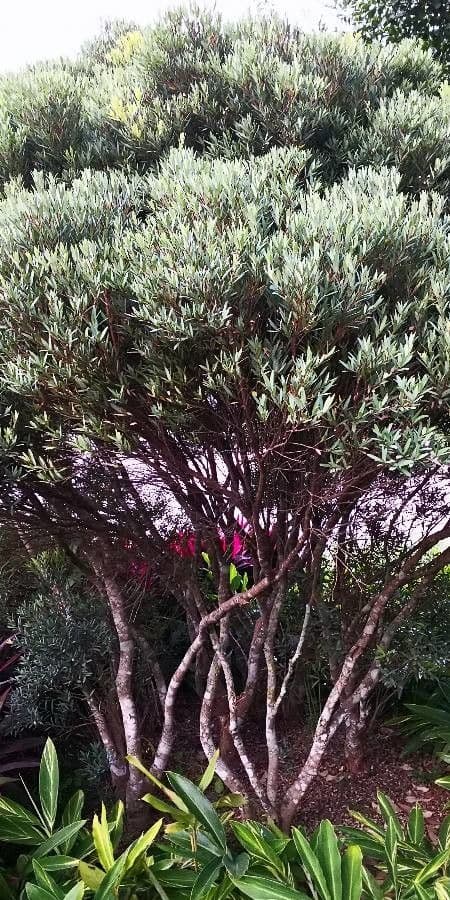 Syzygium 2