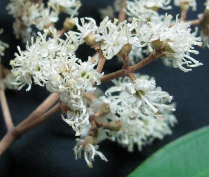 Miconia 7