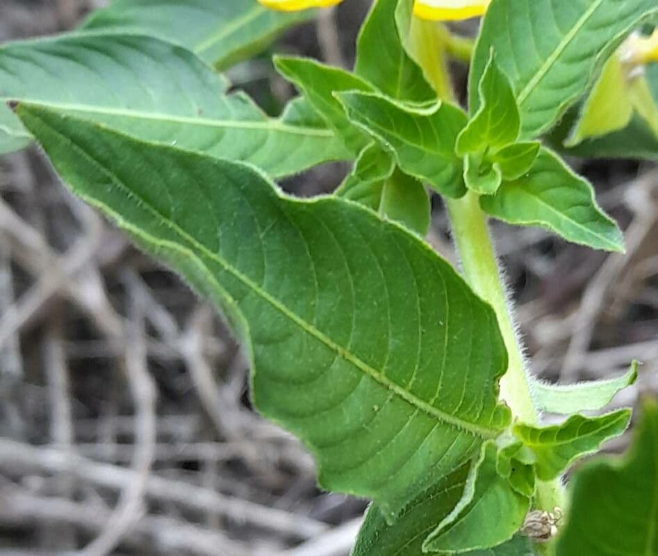 Peruvian primrose-willow 13