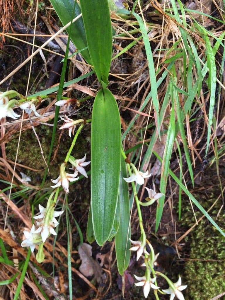 Angraecum 14