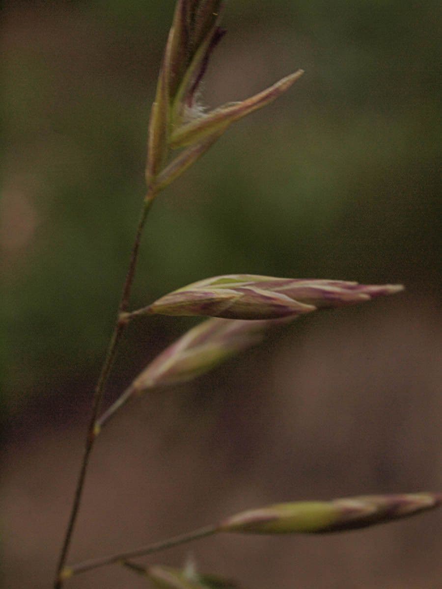 Festuca