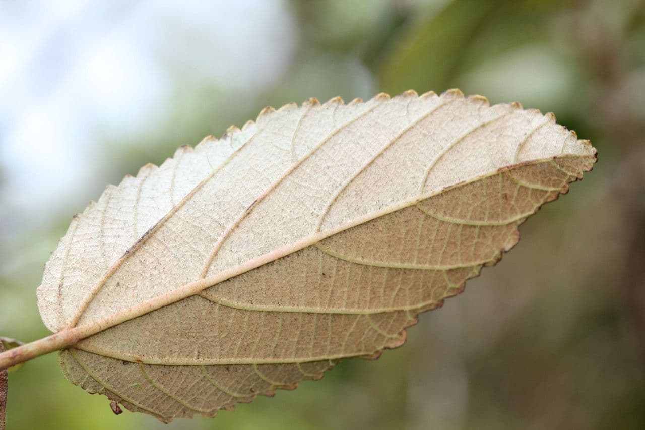Dombeya 17