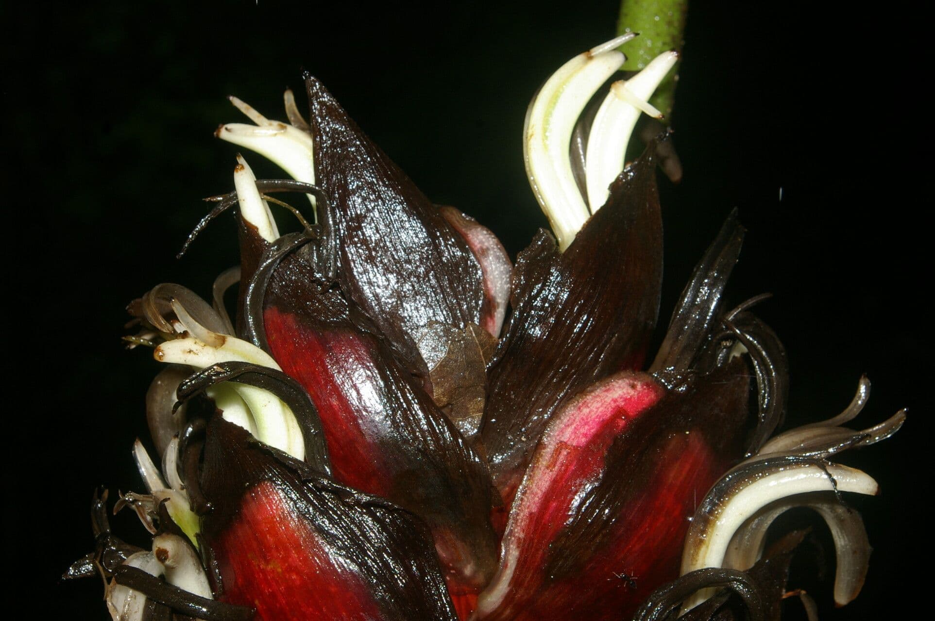 Hummelblume