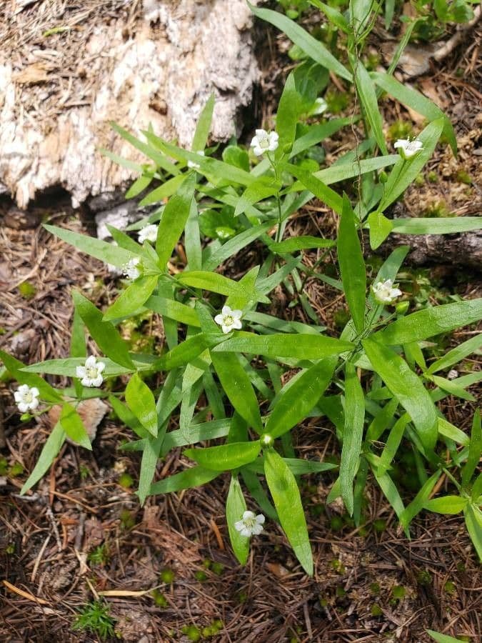 Moehringia macrophylla