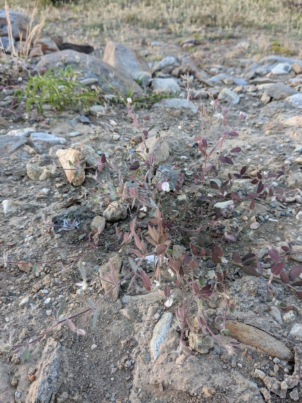 Acmispon americanus 6