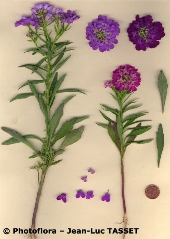 Iberka okolíkatá 28