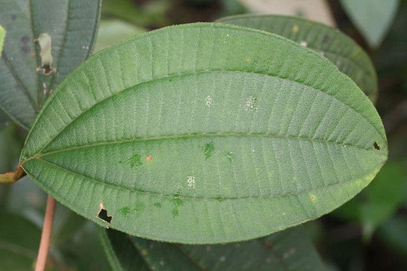 Bellucia grossularioide 17