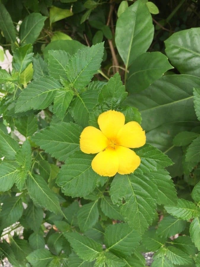 Turnera diffusa 5