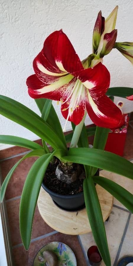 Hippeastrum 7