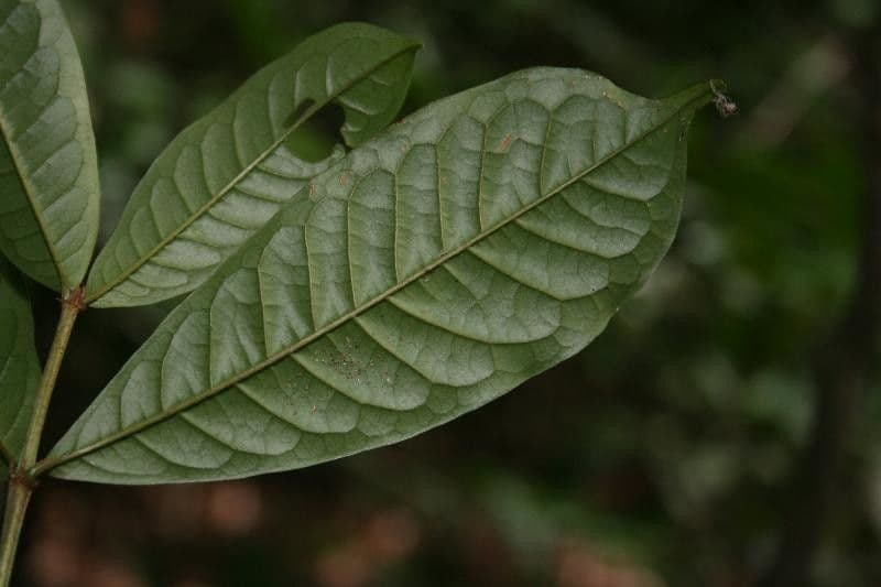 Vochysia 3