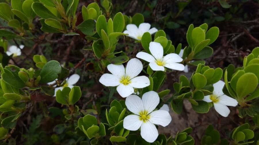 Ossalide incarnata 4