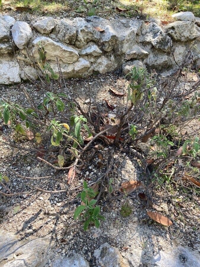 Salvia 13