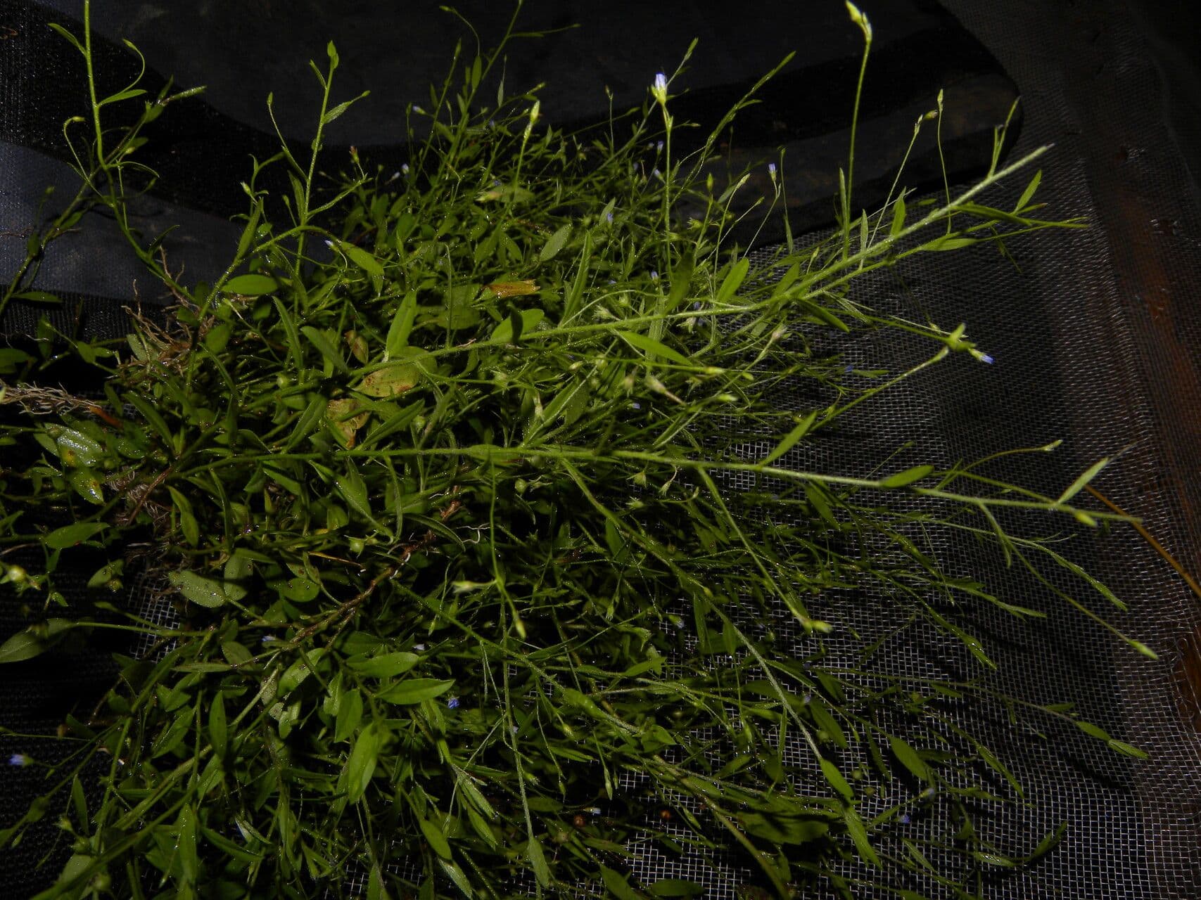 Evolvulo filiforme 5