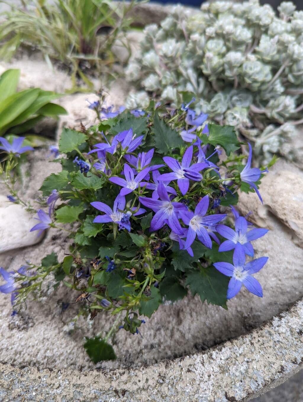 Kriechende Glockenblume 8