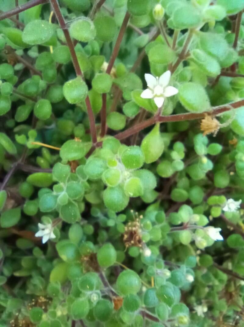 Crassula expansa 15