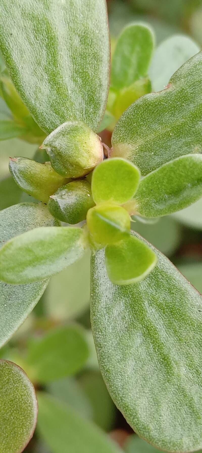 Porcellana comune 4