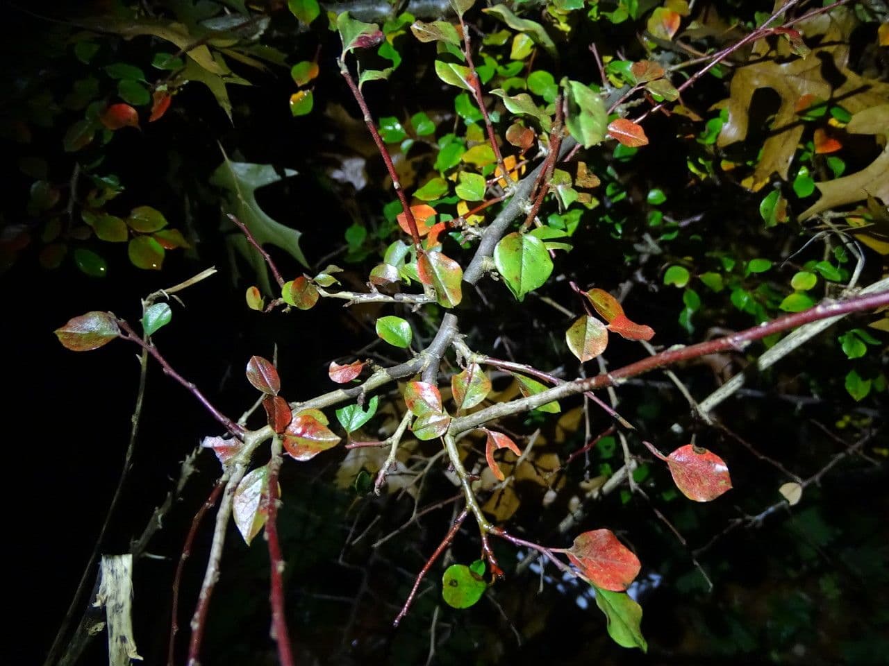 Cotoneaster 8