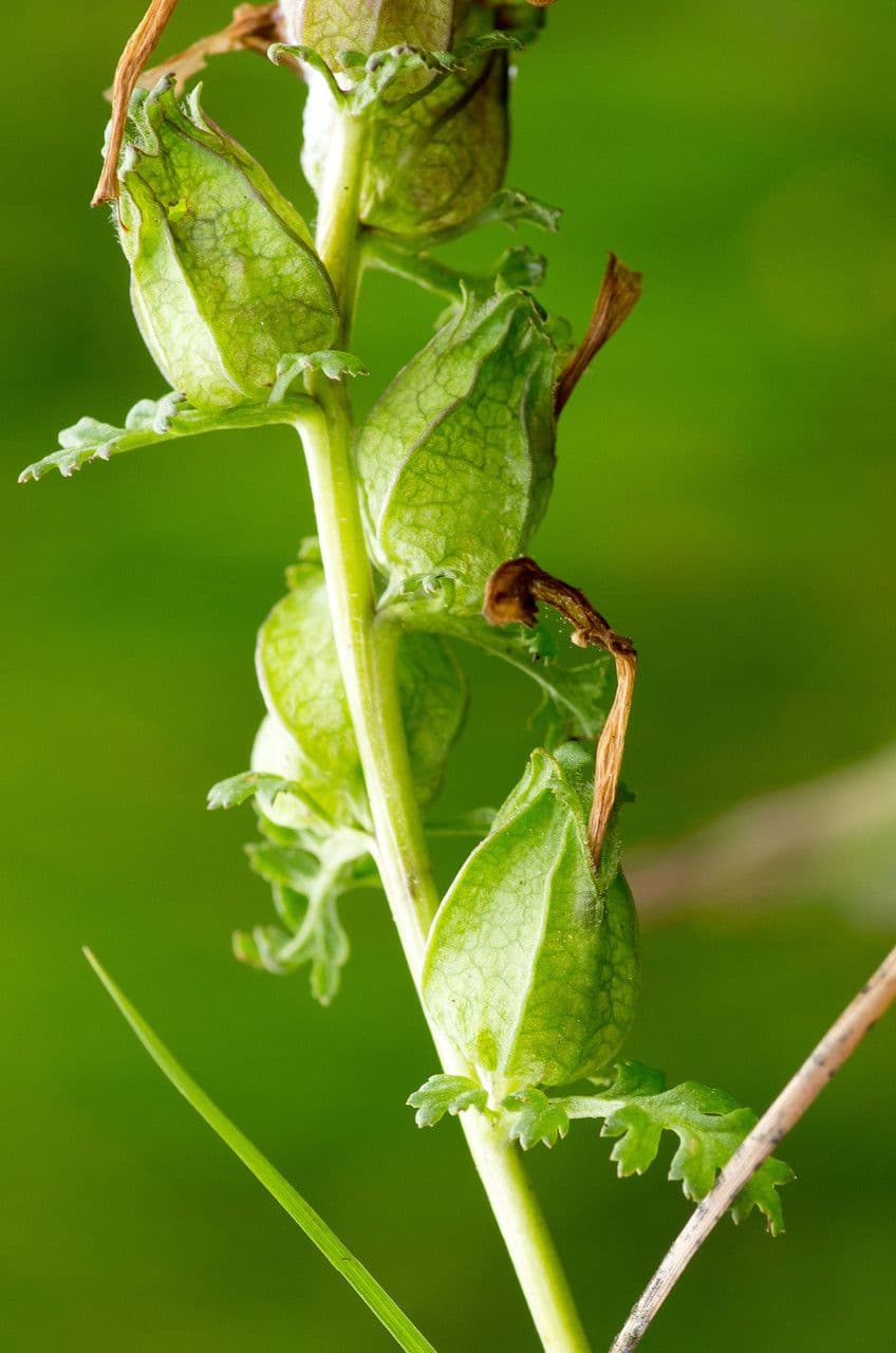 Pedicolare silvatica 3