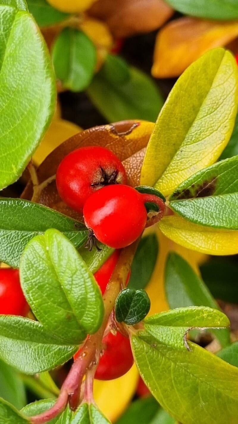 Cotoneaster di Dammer 4