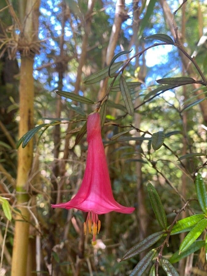 Philesia