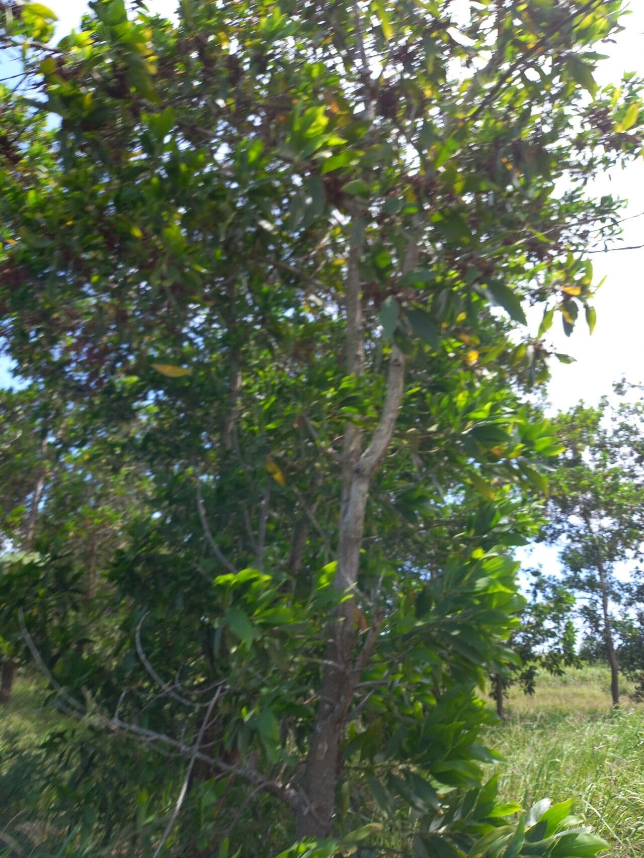 Akacja mangium 12