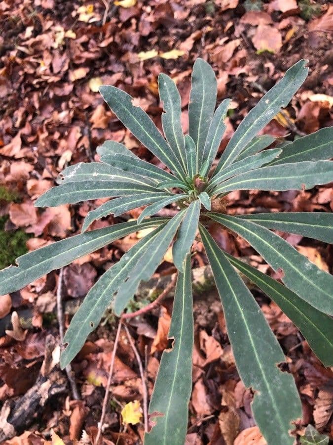 Euphorbe des bois 18